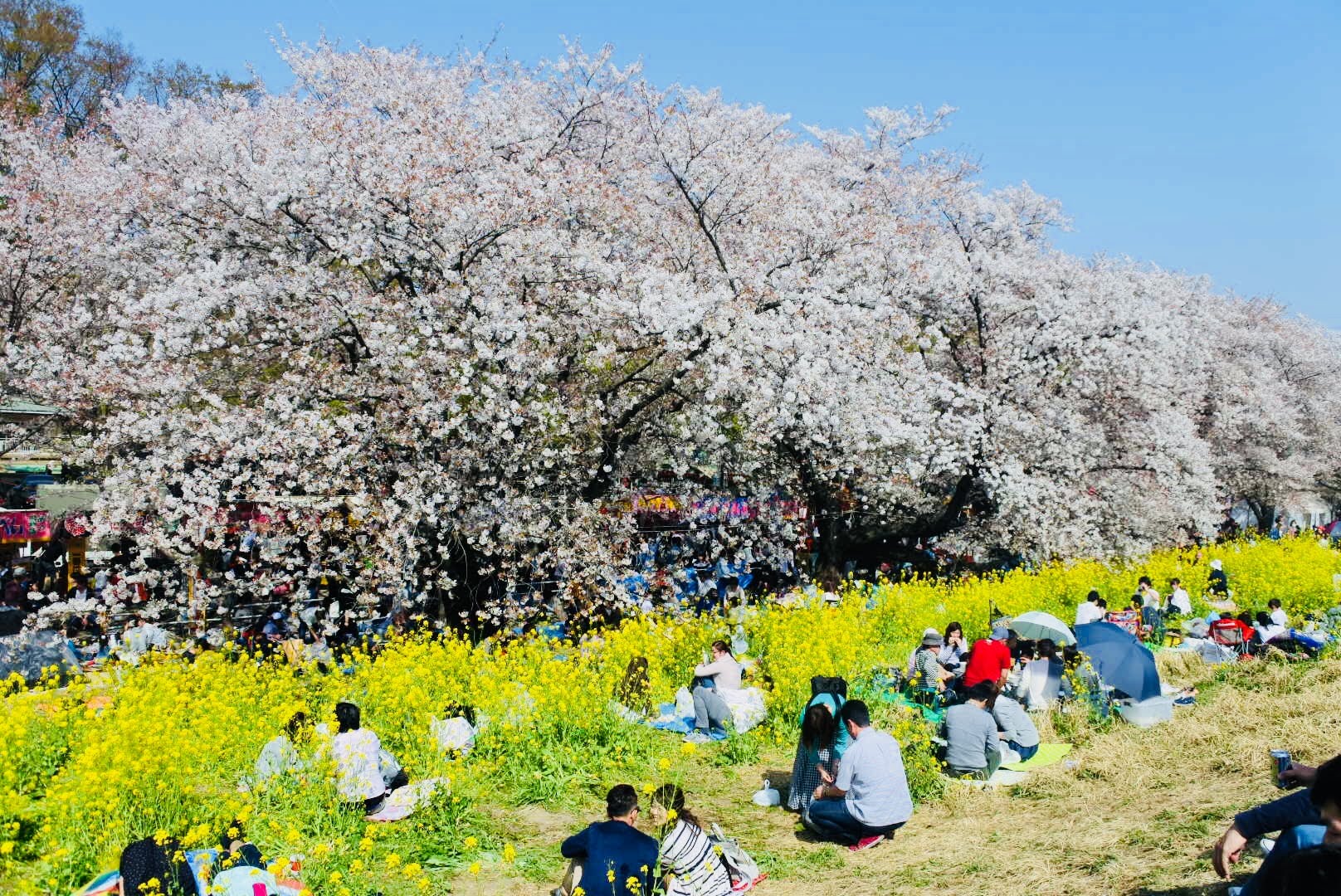 where to see cherry blossoms in saitama